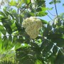Sorbus aucuparia 'Sheerwater Seedling'